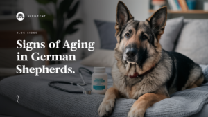 Signs of Aging in German Shepherds