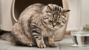 Urinary Tract Infections in Male Cats