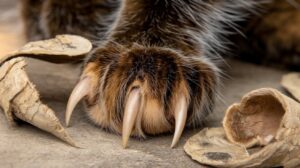 Why Do Cats Shed Their Nails?